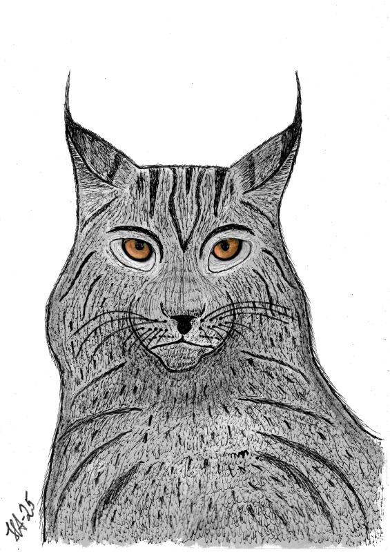Lodjur