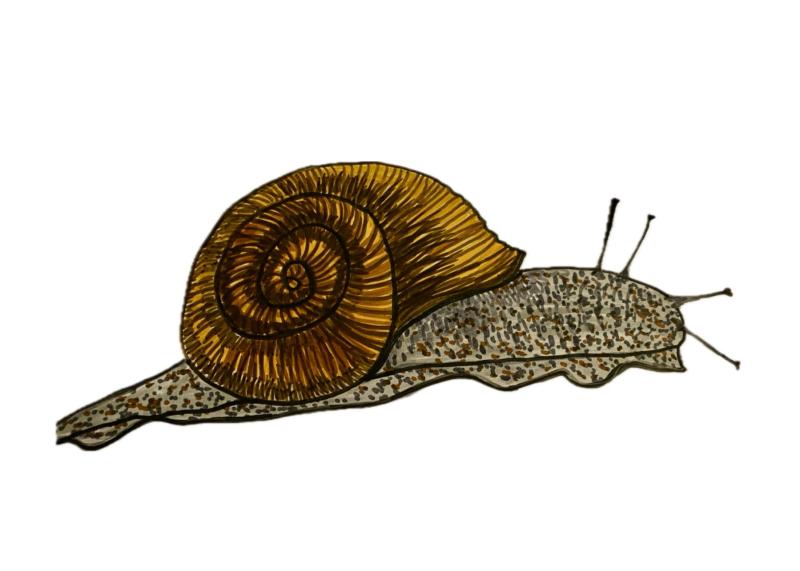 Snigel